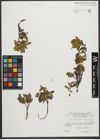 Foto von Salix waldsteiniana Willd.